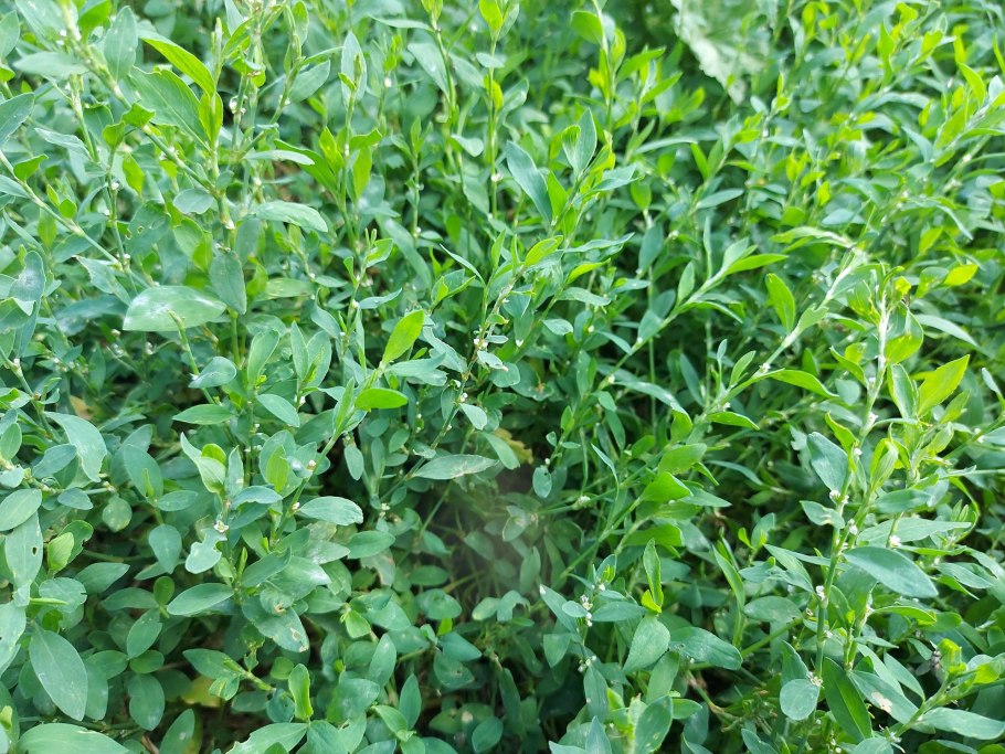 Гусиная трава спорыш