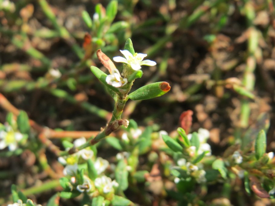 Горец птичий спорыш