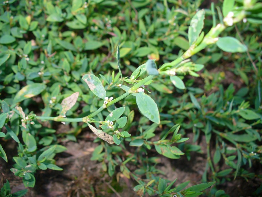 Горец птичий splendens