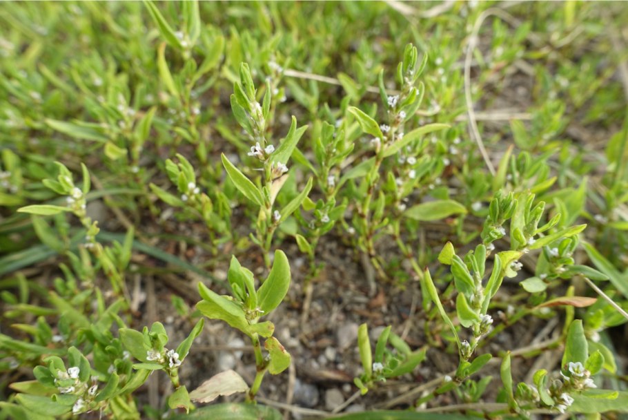 Трава горца птичьего(спорыша) - herba polygoni avicularis
