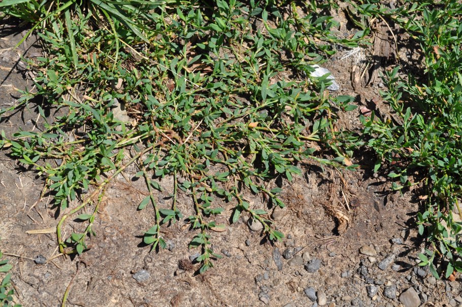 Polygonum aviculare