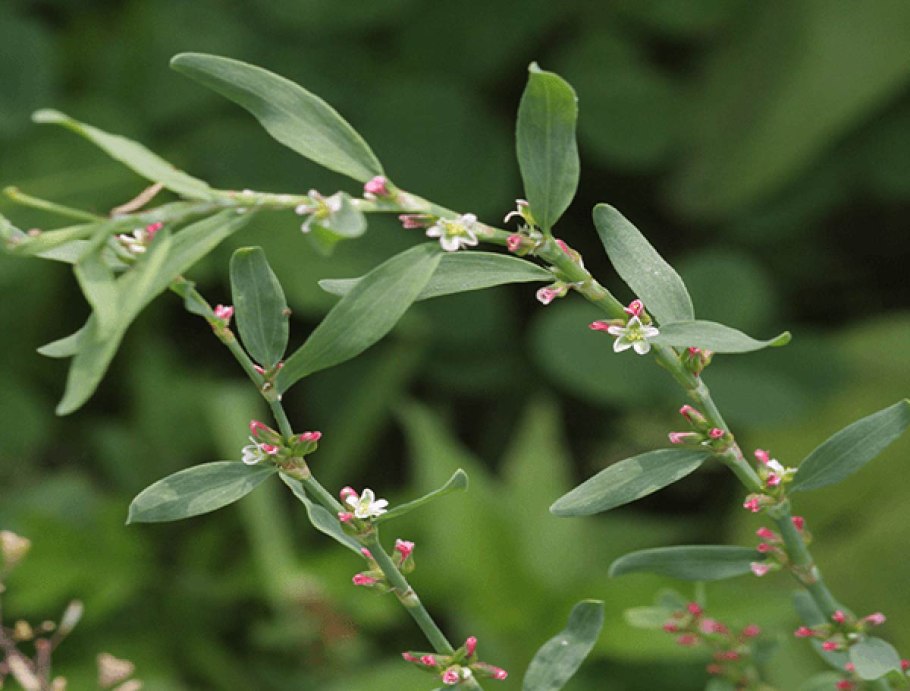 Птичий Горец мурава семена