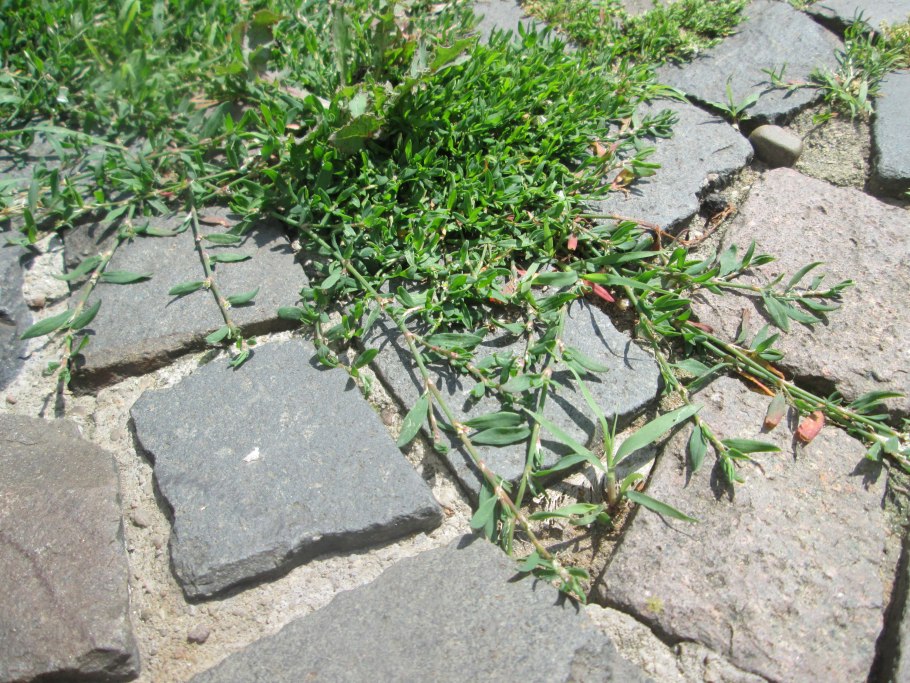 Горец птичий купить