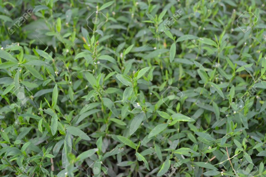 Спорыш лечебные свойства и противопоказания отзывы цена и фото