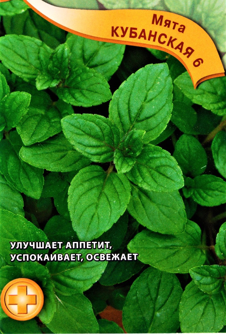 Мята круглолистная