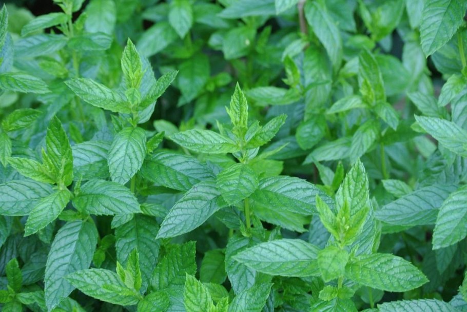 Mentha piperita порошок