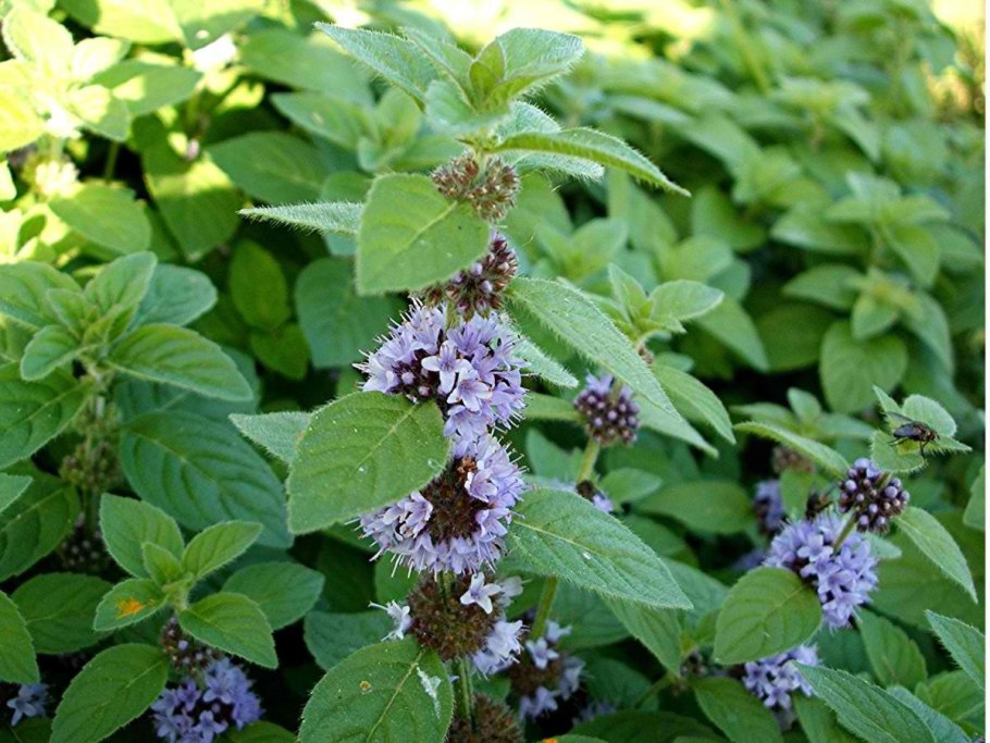 Роялти Мелисса