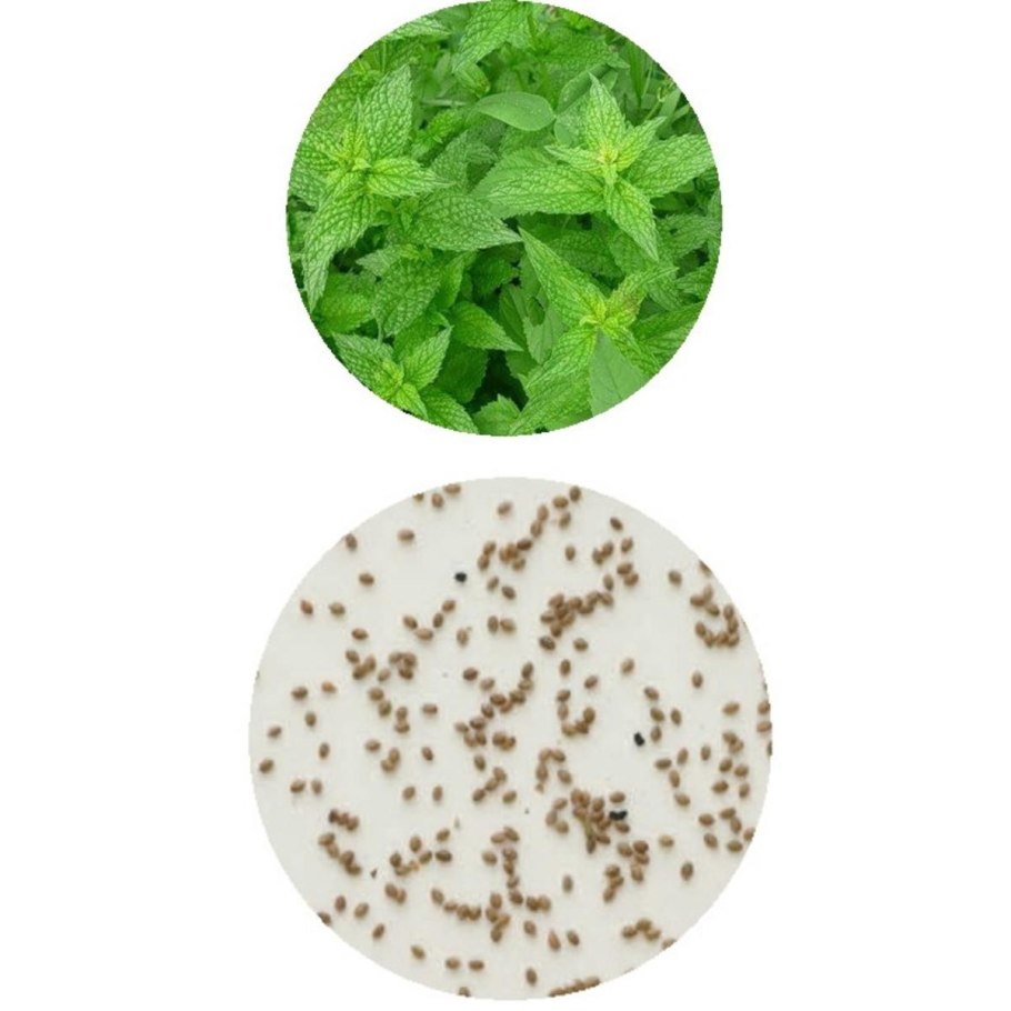 Перцовая мята