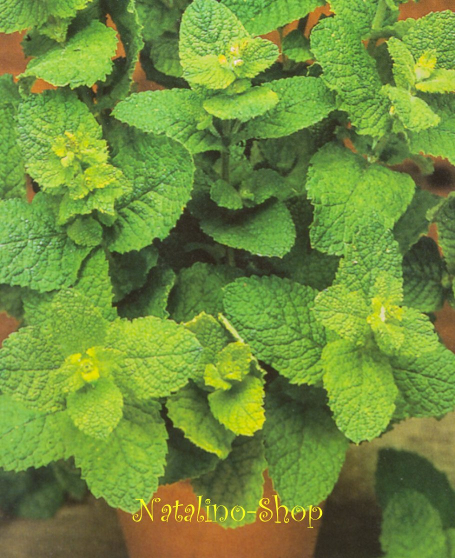 Мята перечная Кубанская 6