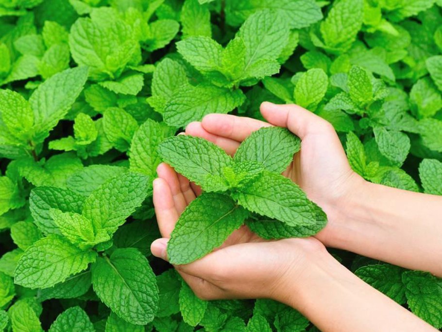 Мята сорт Морозко