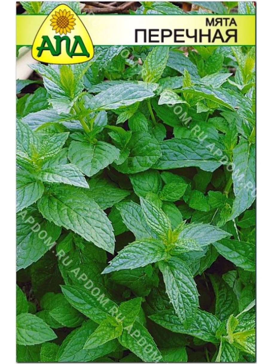 Мяты Мелисса длиннолистовая