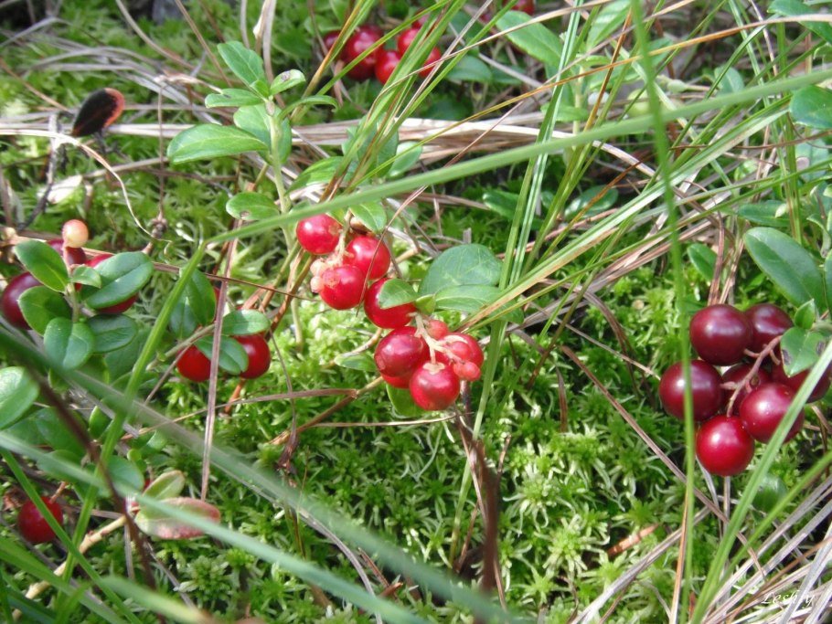 Сорняк борщевик