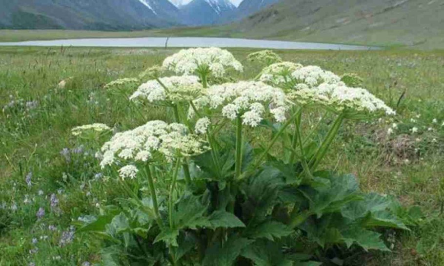 Борщевик Сибирский пиканы