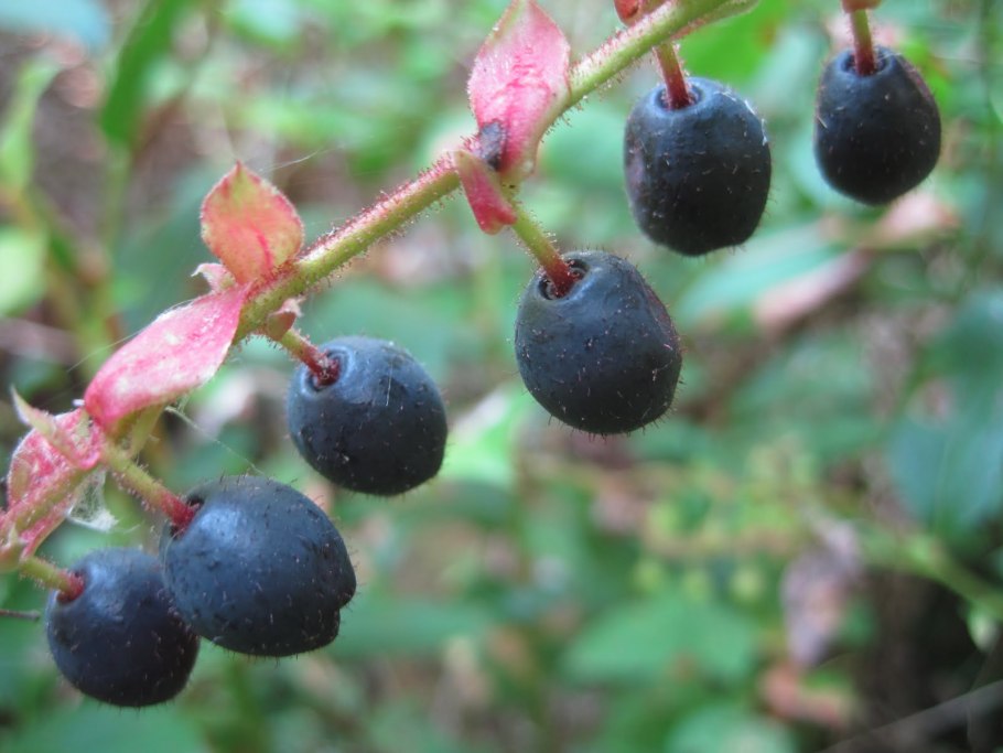 Борщевик Сибирский