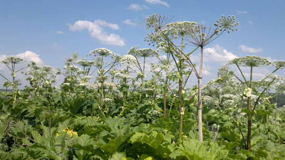 Борщевик Сибирский - (Heracleum sibiricum