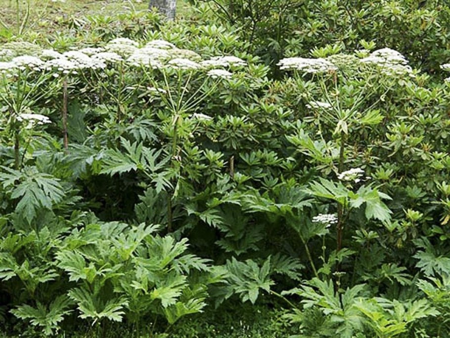 Northern Highbush Blueberry