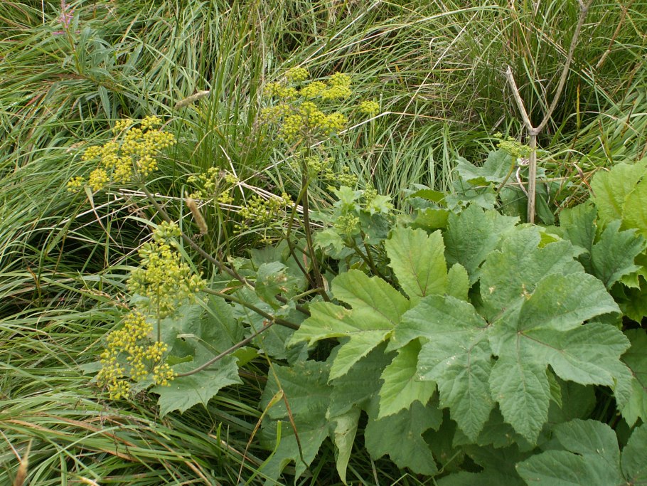 Борщевик Сибирский желтый