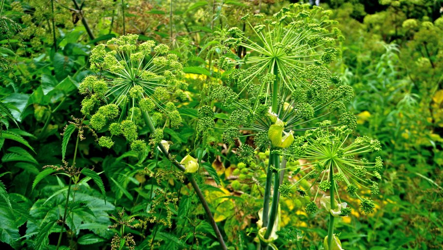 Ягоды тайги брусника