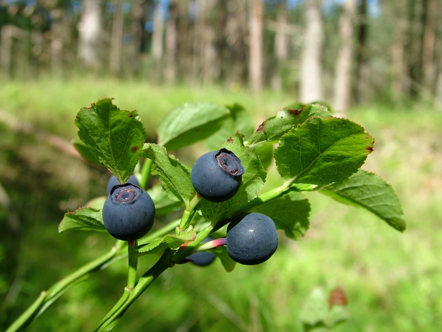 Царская ягода Княженика