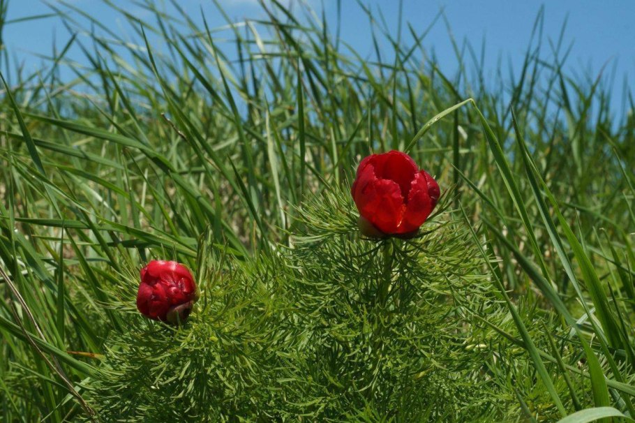 Пион тонколистный Воронец