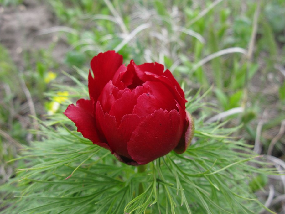 Пион узколистный желтый