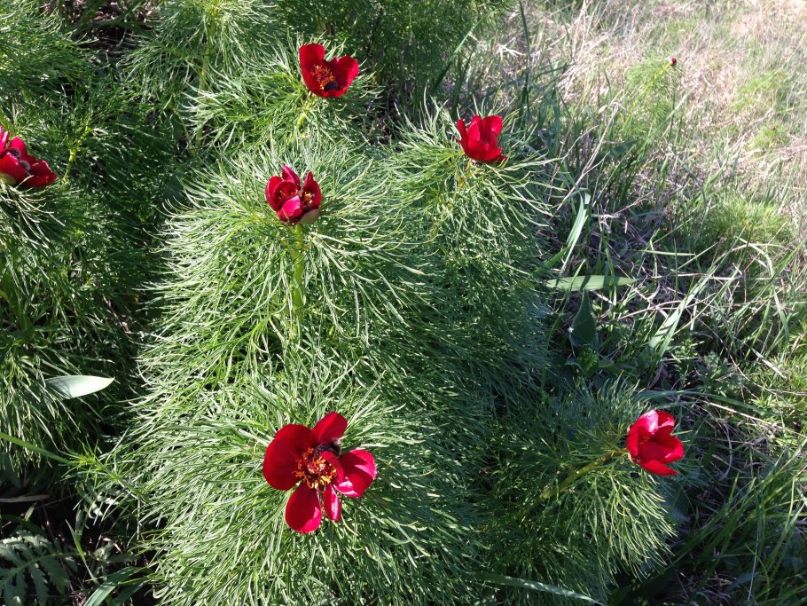 Пион тонколистный Воронец