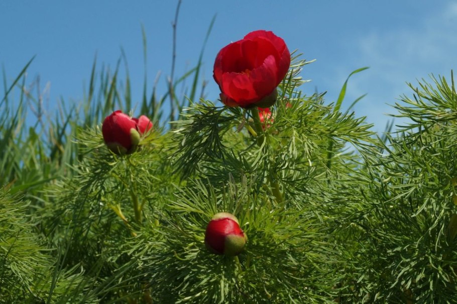 Пион тонколистный Краснодарский край