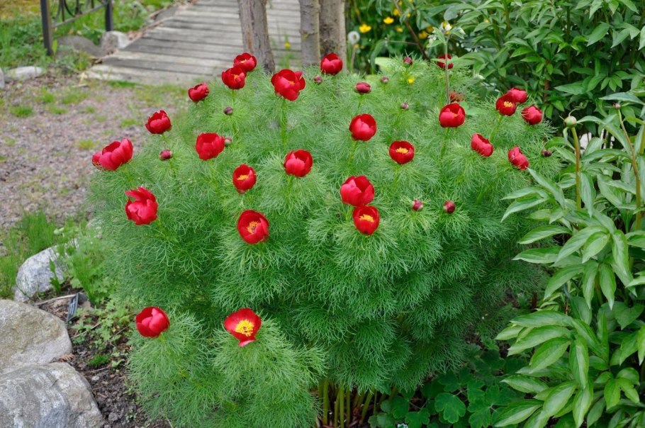 Картины пион тонколистный