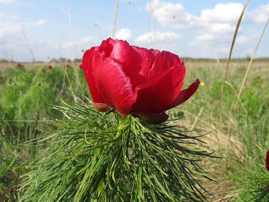 Пион tenuifolia
