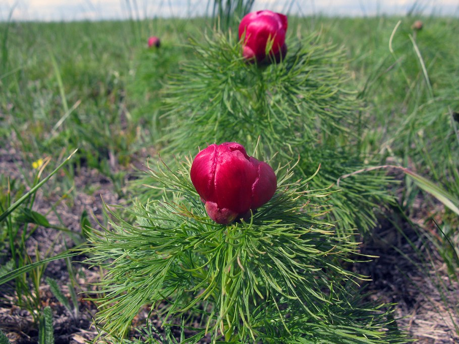 Пион тонколистный корень