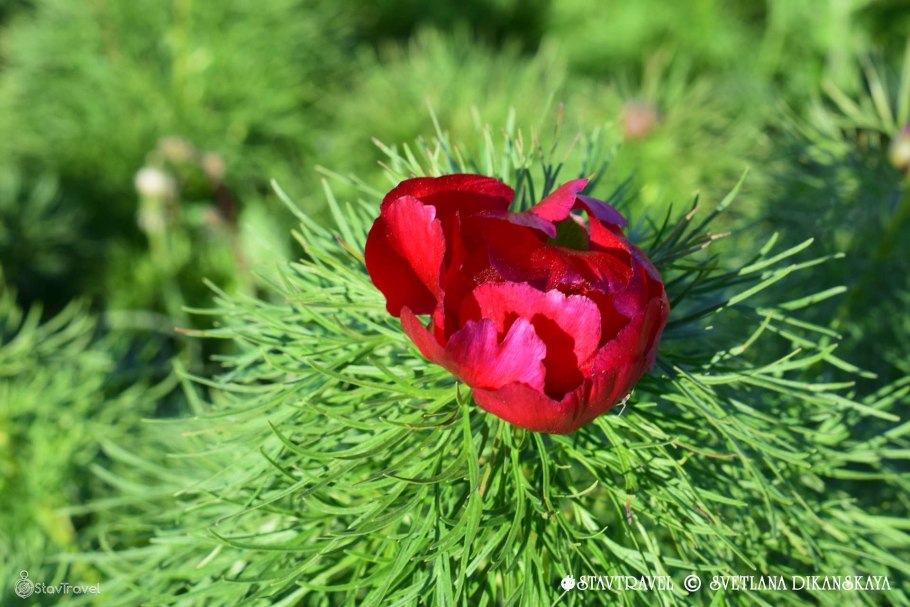 Пион узколистный лист