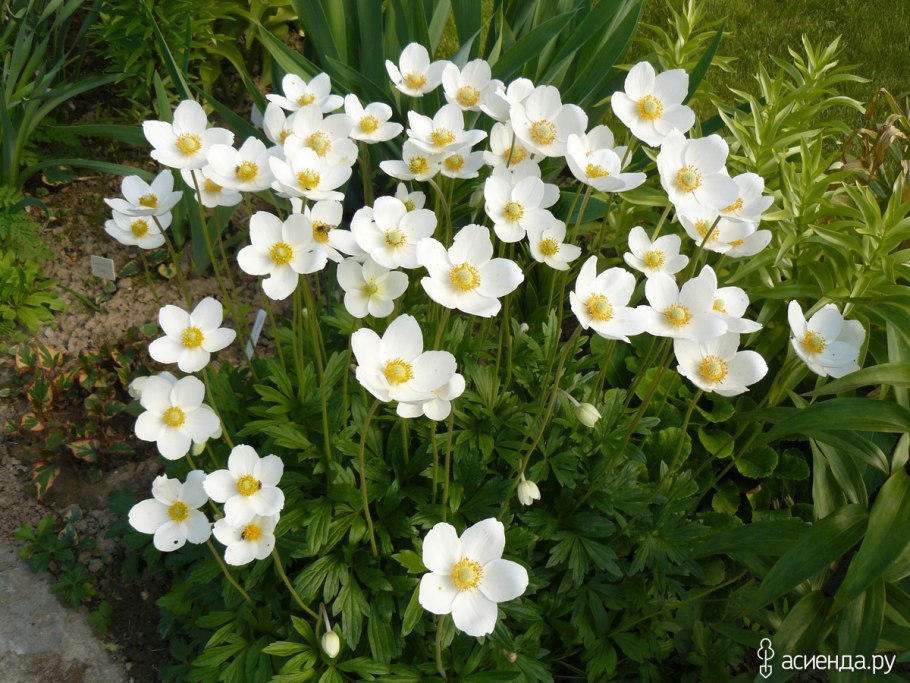 Ветреница Лесная плена