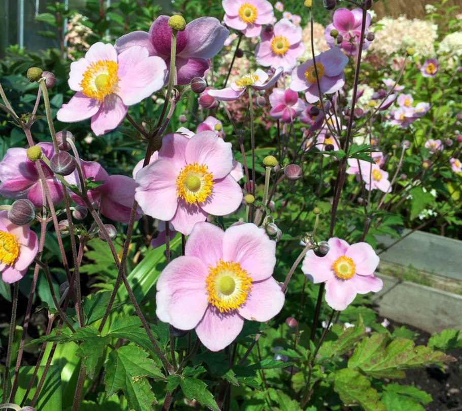 Анемона Дубравная Anemone Sylvestris