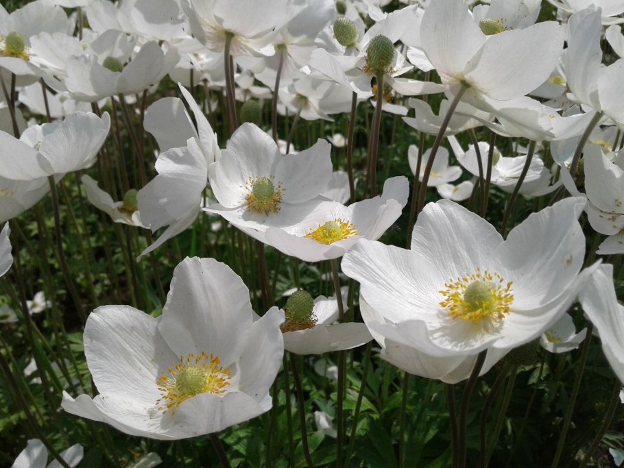 Ветреница отогнутая