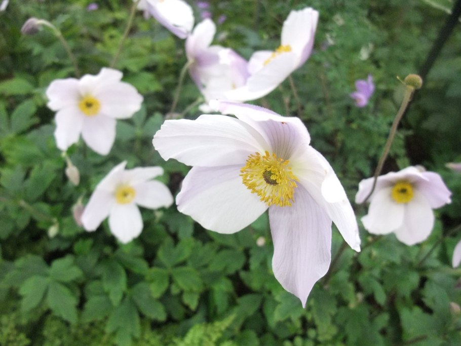 Анемона Дубравная голубая