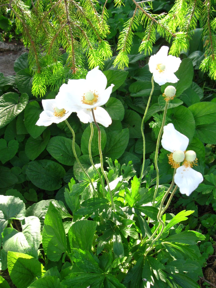 Анемон ветреница