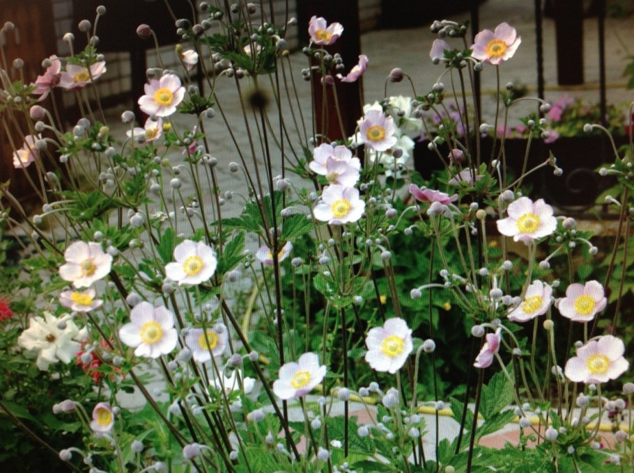 Анемона Дубравная в ландшафте