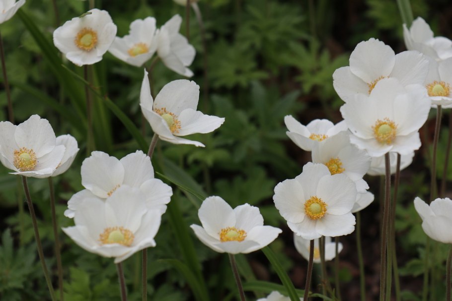 Ветреница туполопастная