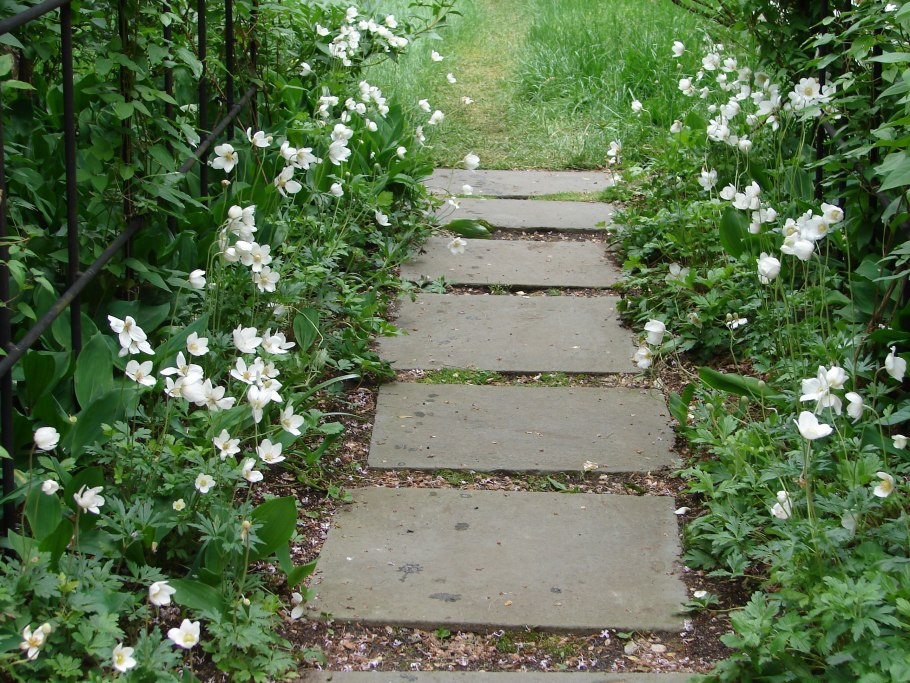 Анемон весенний ( ветреница)