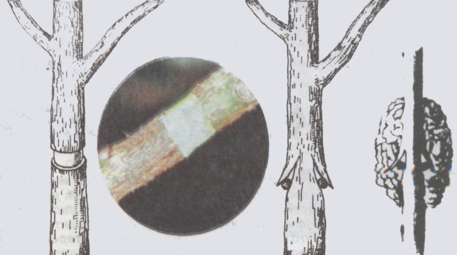 Черенкование яблони воздушными отводками