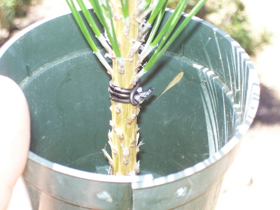 Отводки от корней инжира