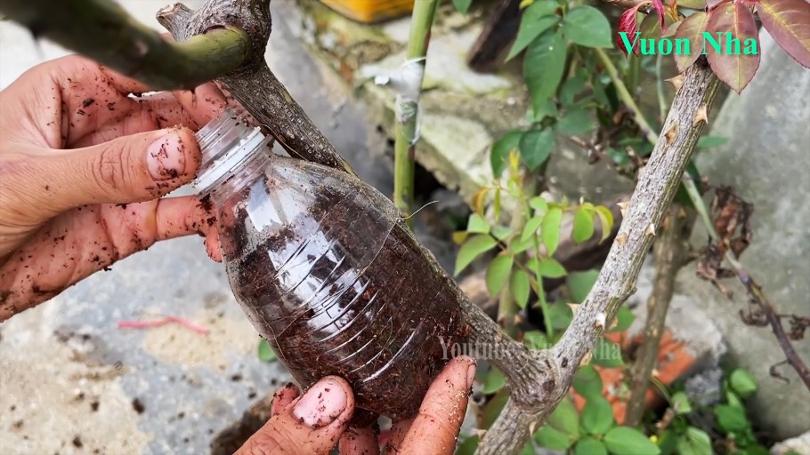 Размножение розы воздушными отводками летом