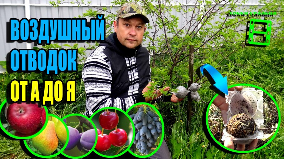 Бугенвиллия укоренение