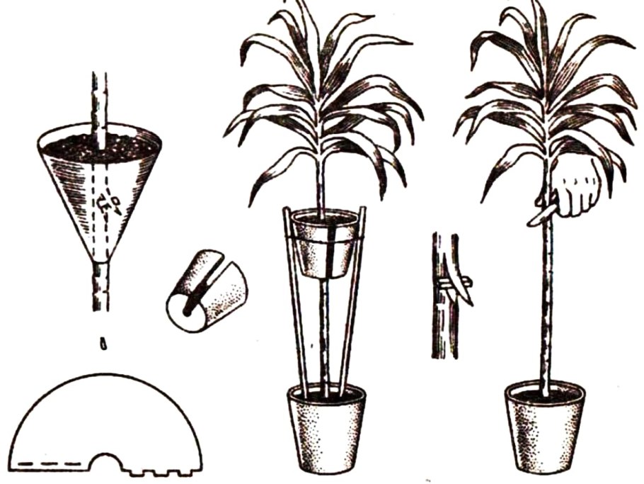 Размножение деревьев воздушными отводками