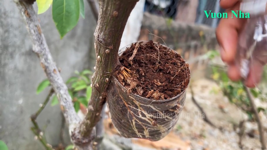 Размножение абрикоса одревесневшими черенками