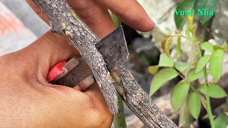 Размножение Юкки воздушными отводками