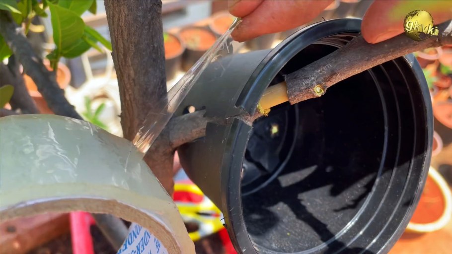 Окулировка в питомнике