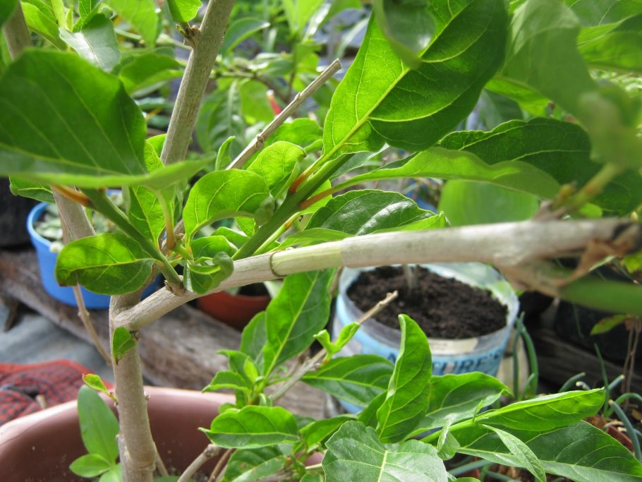 Воздушная отводка на оливковом дереве