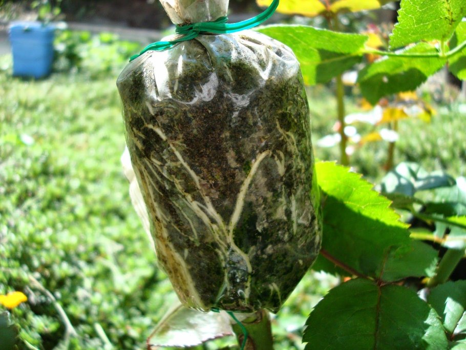 Размножение и расселение цветковых растений