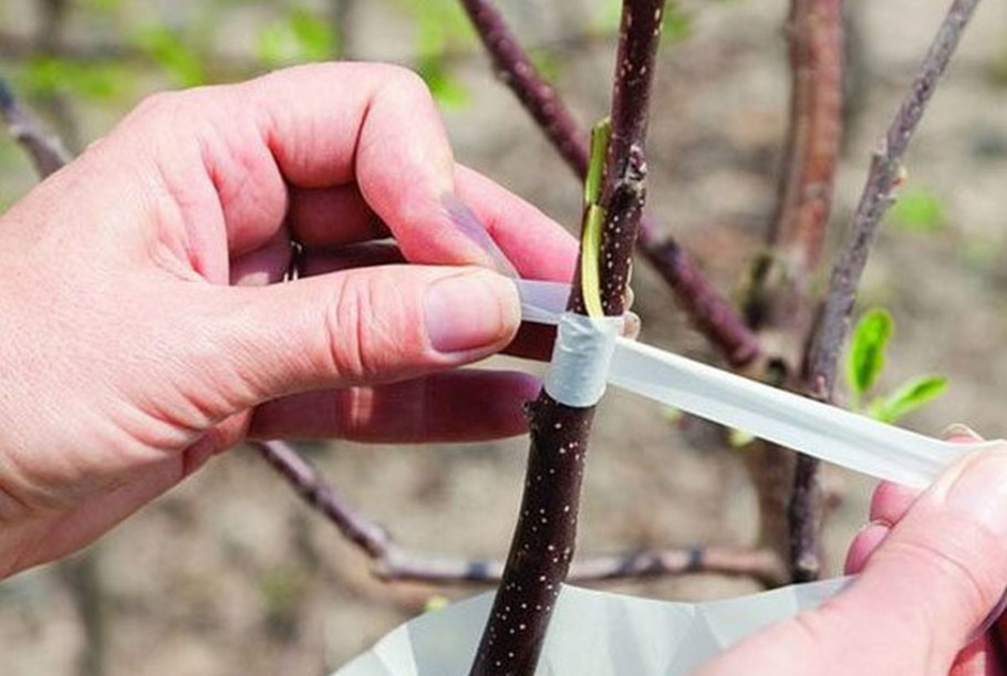 Прививки растений окулировка